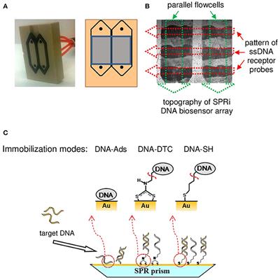 Frontiers Spri Based Biosensing Platforms For Detection Of Specific